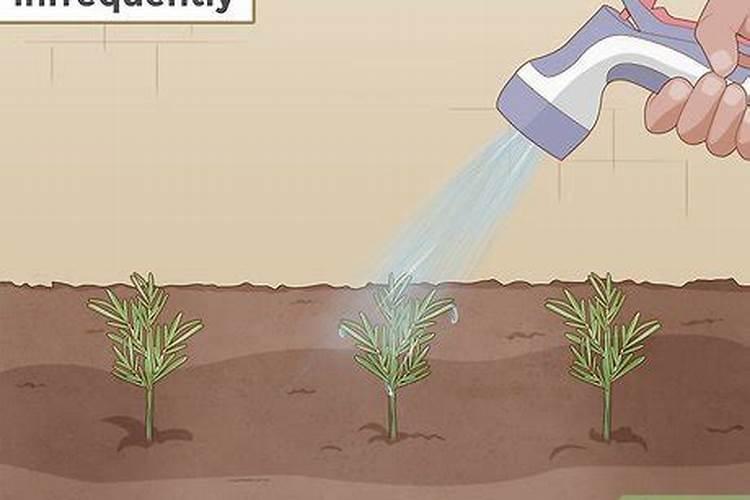 如何给迷迭香施肥