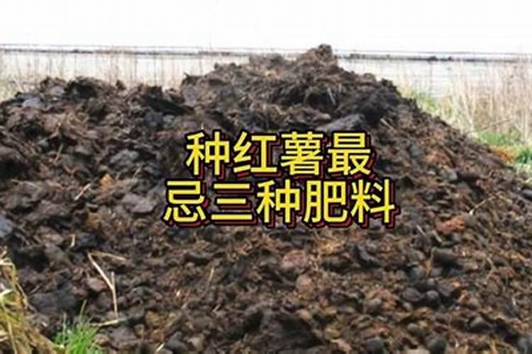 种红薯最忌三种肥料