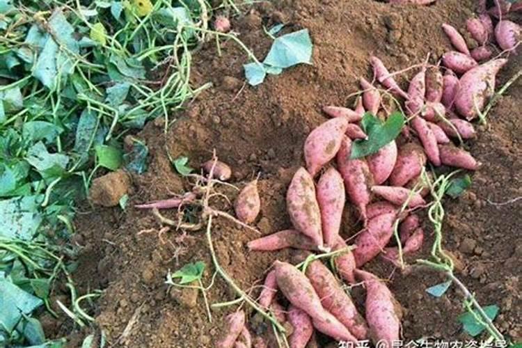 红薯膨大期用十个硝态氮,八个镁,两个钙的冲肥,配上大量元素三个十八效...