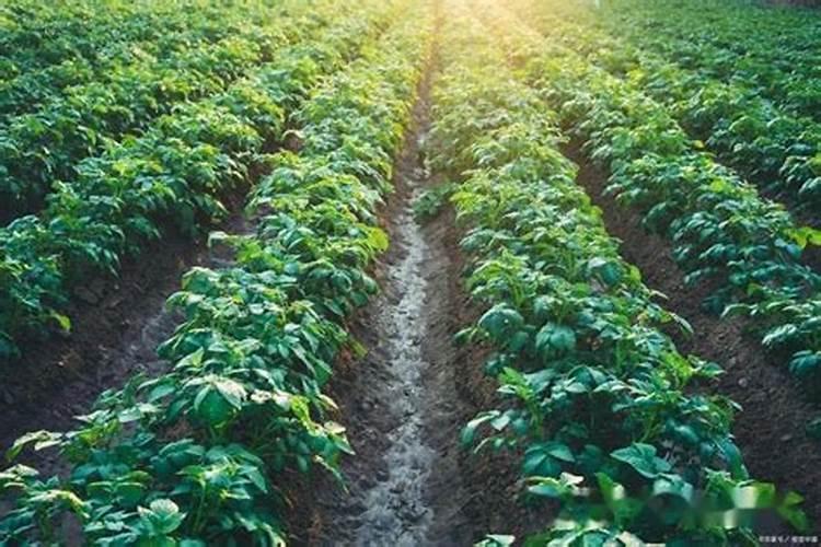 红薯如何施肥？应注意哪些？