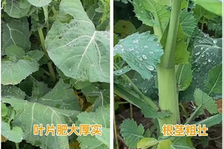 油菜下什么叶面肥效果最好？