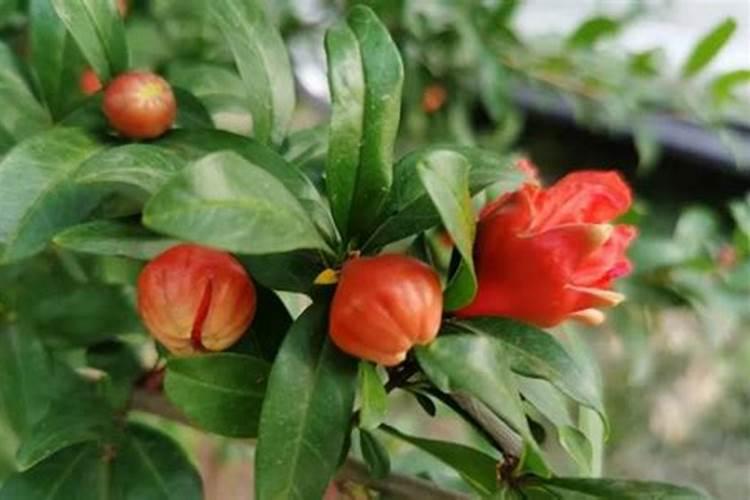 想增加石榴的甜度,追什么肥比较好？