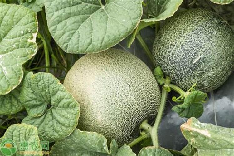 哈密瓜成熟期需要磷肥吗为什么？