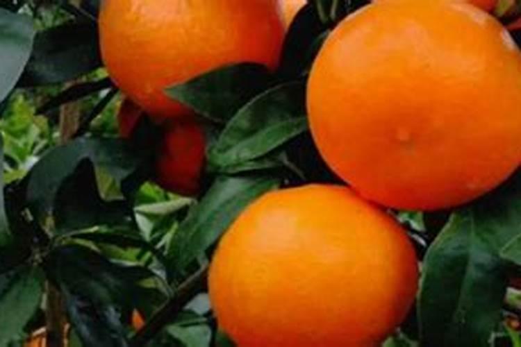 沃柑全年12个月管理及技术,沃柑产地集中在哪里