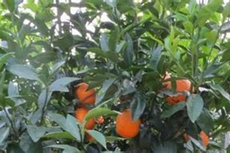 沃柑挂果全年管理技术