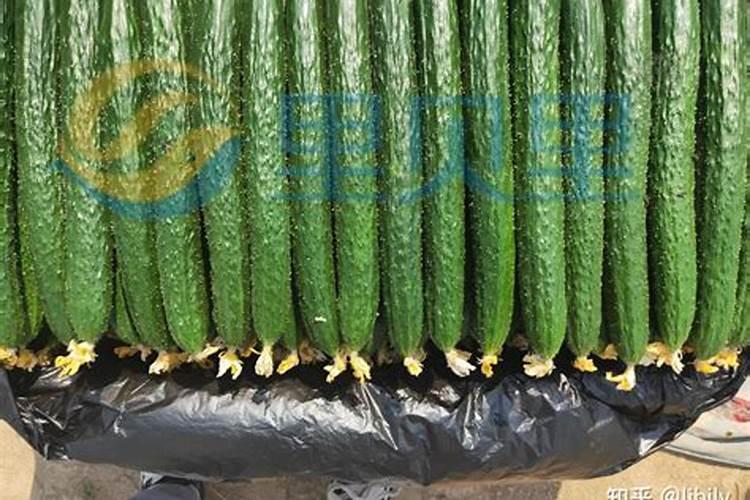 硅肥对黄瓜的效果如何样？
