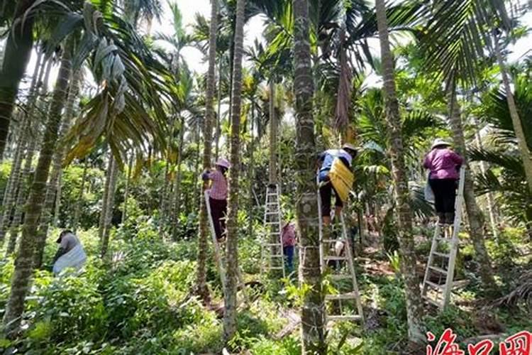 槟榔种植属于种植业还是林业