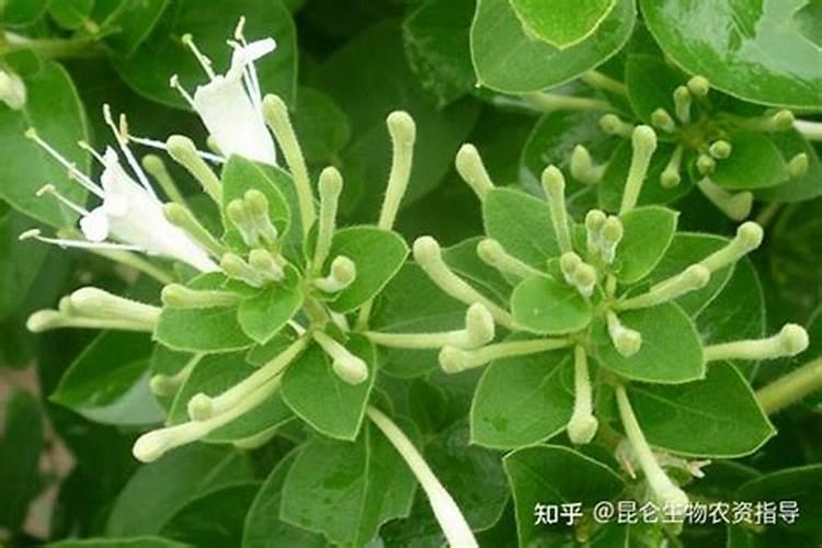 金银花用什么叶面肥好