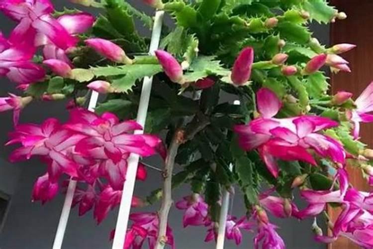 蟹爪兰怎么施磷肥最好用呢？