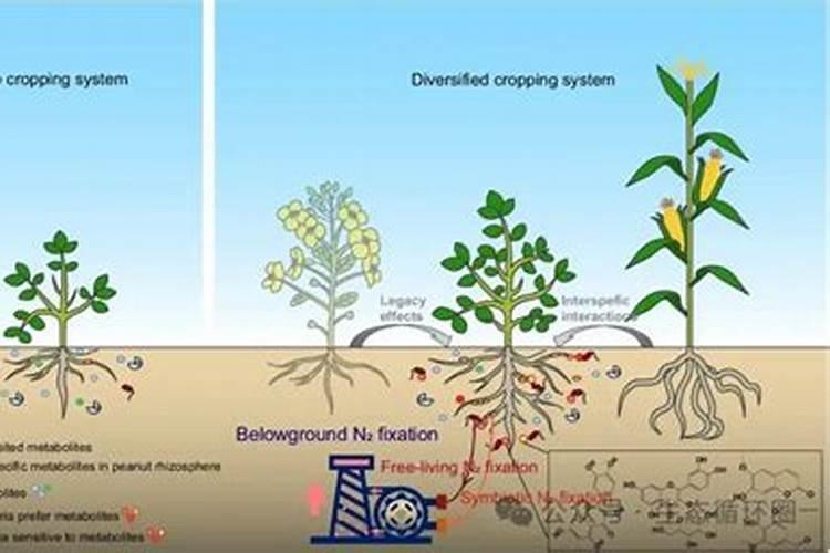 什么豆类作物肥固氮效效果好