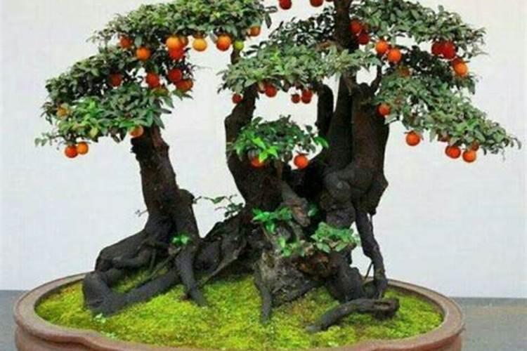 金蛋子盆景什么时候可打流体硼