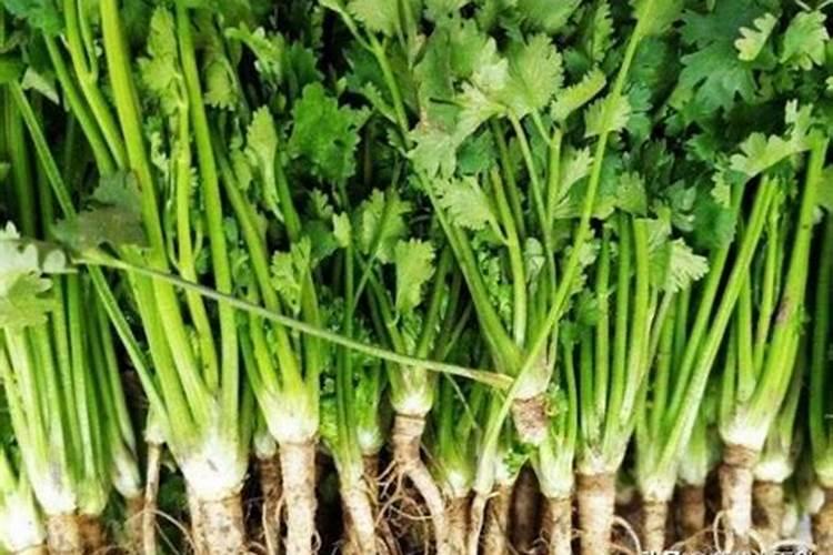 香菜施肥时间及方法