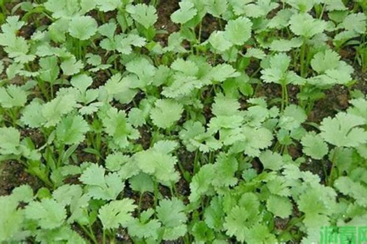 冬季香菜施肥时间和方法 冬季香菜怎么施肥