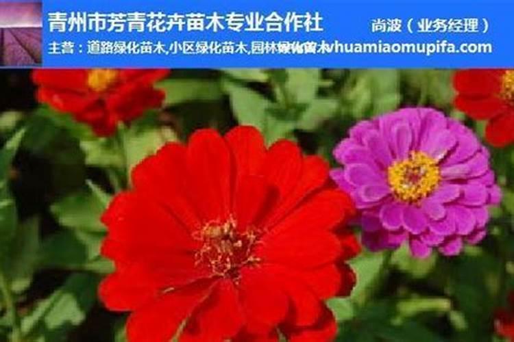 请问老师百日草种植技术？