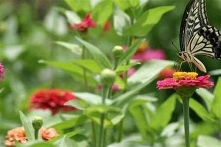 百日草叶子卷曲发黄是怎么回事