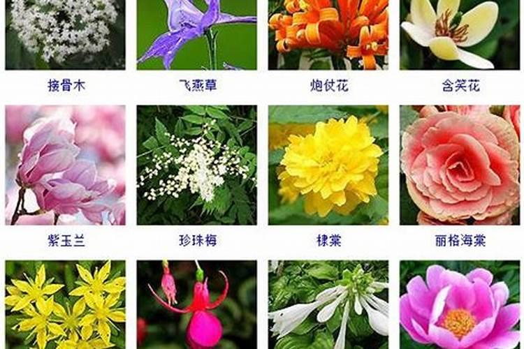 世界上有多少种花？