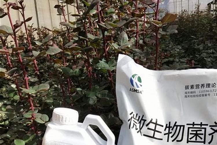 花卉用什么肥可以生根杀虫效果好？