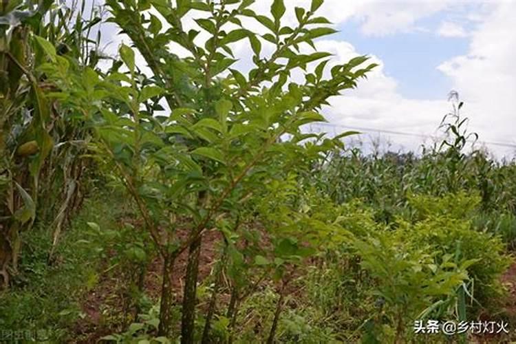 种植魔芋的大忌,这三种肥料都不能使用