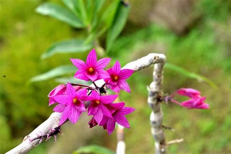 红花石斛怎么养