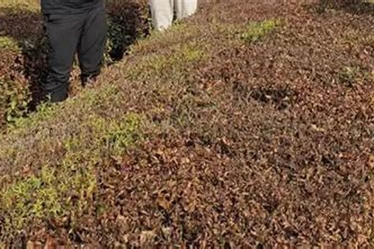 幼龄茶园在干旱季节如何追肥？追肥不当会导致什么后果？