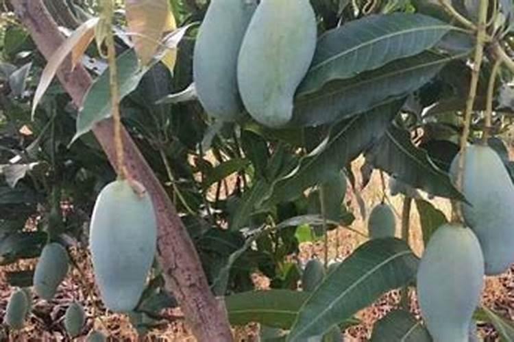 芒果树什么时候打硼肥最好？