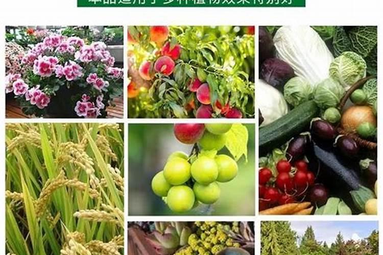 磷肥促进开花结果吗