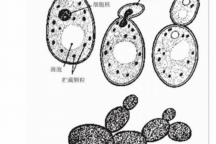 酵母菌发酵氮肥的方法是什么样的？