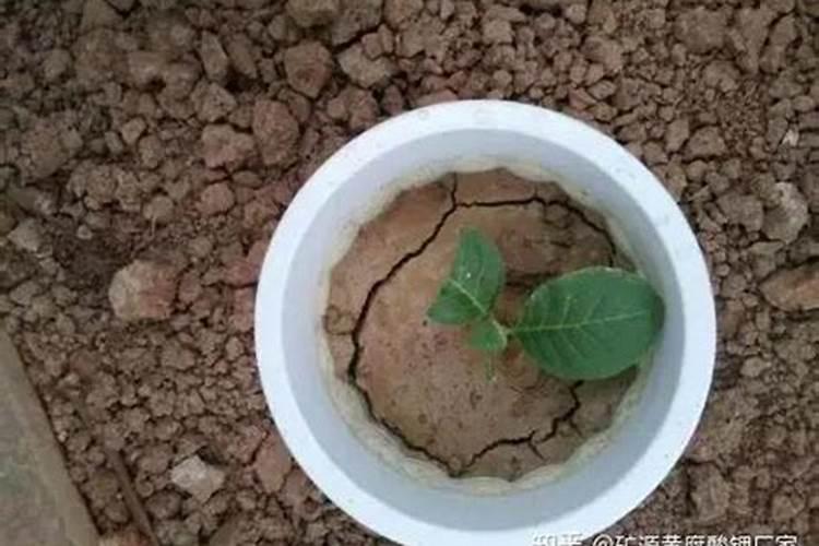 三角梅土壤板结该怎么进行解决