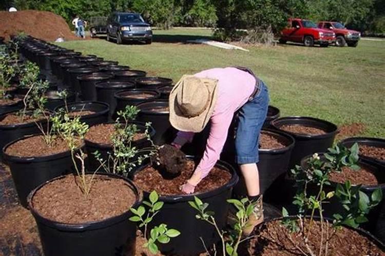 磷肥可以浇蓝莓吗怎么浇？