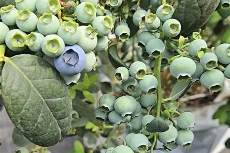 蓝莓开花期怎样浇水施肥
