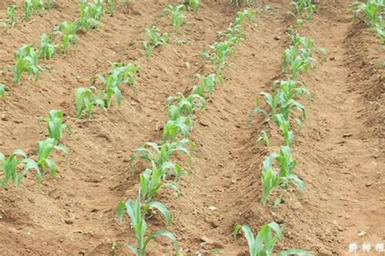 磷肥对玉米的作用及功能