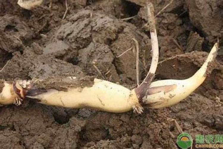 沙地能不能养藕