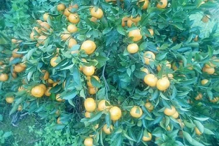 坐果后多施高钾肥料可以吗？