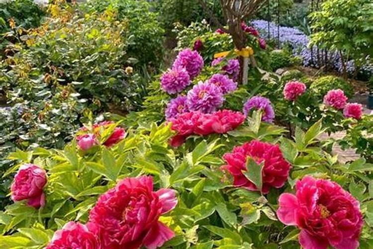 牡丹花施肥时间和方法