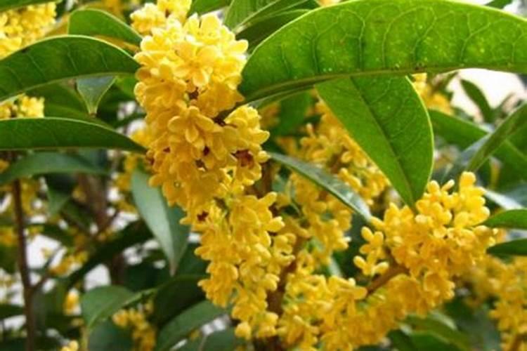 桂花不能用叶面肥吗怎么施肥？