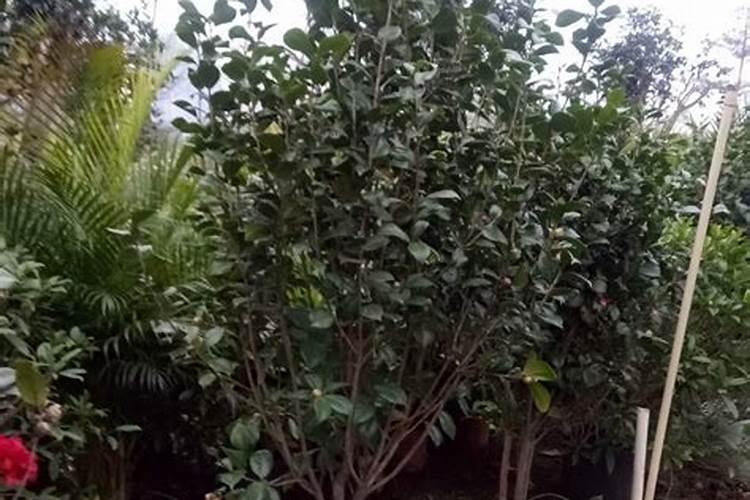 容器苗的育苗技术,你接触过吗？