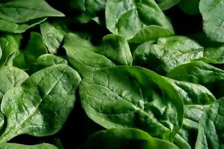 葡萄最怕三个肥料