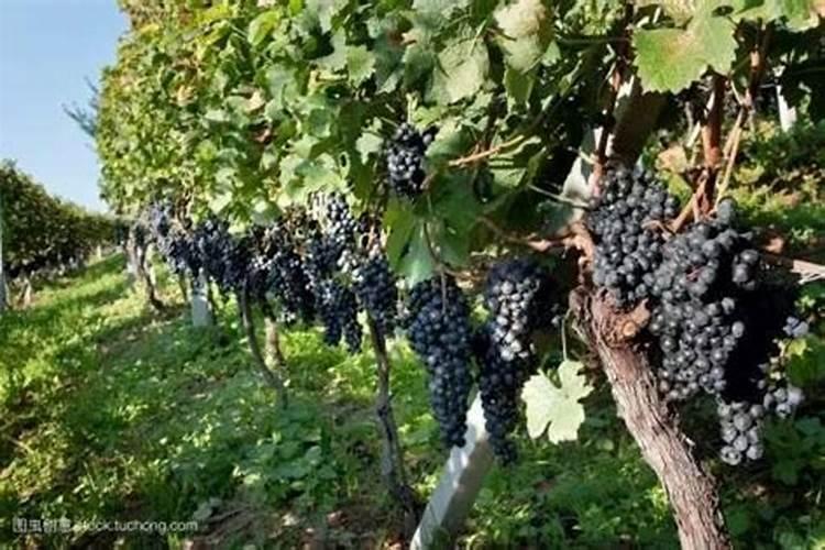 葡萄熟了最忌讳什么肥水