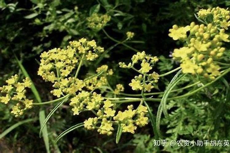 柴胡追肥用什么肥料好？