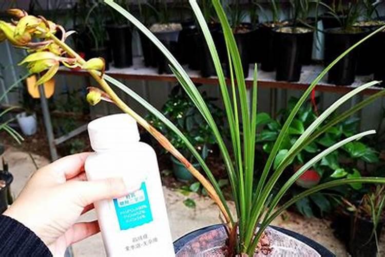 磷酸二氢钾使用方法兰花