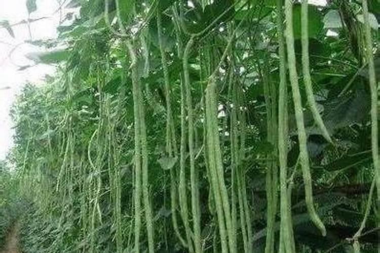 豆角打什么药变直变长