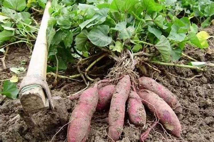 红薯需要锌硼肥吗为什么呢？