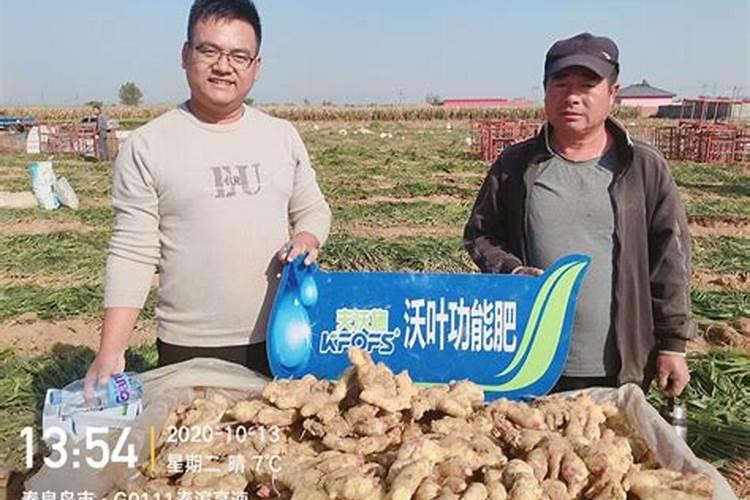 生姜要用什么钾肥最好用呢？