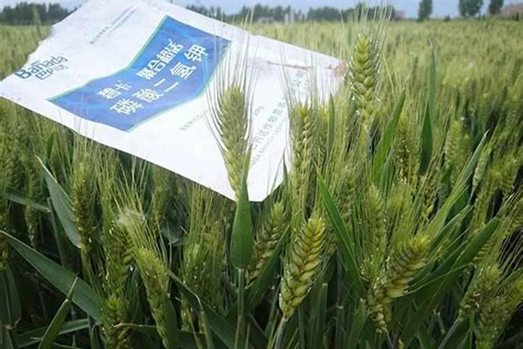小麦灌浆期喷什么叶面肥能高产呢？