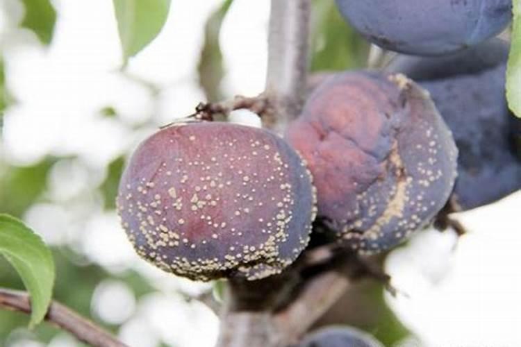 李子褐腐病最好的杀菌剂