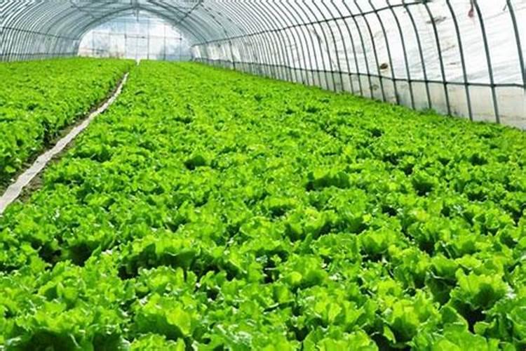 大棚蔬菜使用冲施肥多少为宜？