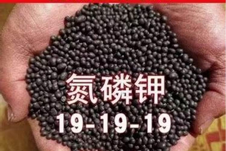 菊花能施氮磷钾复合肥吗怎么施？