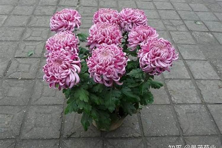 盆栽菊花怎么施肥,菊花四季施肥的方法及注意事项