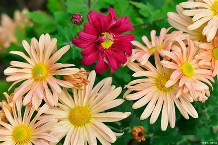 菊花的施肥与管理