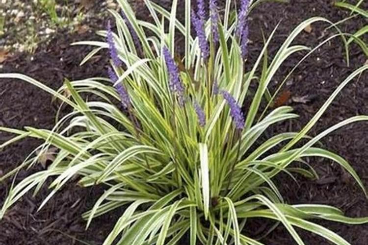 用什么药能让麦冬多长果根又壮苗